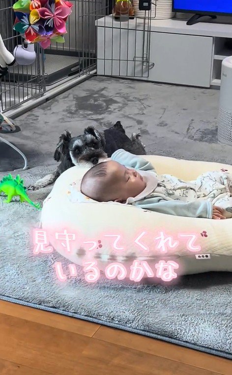 赤ちゃんを見守るらんちゃん