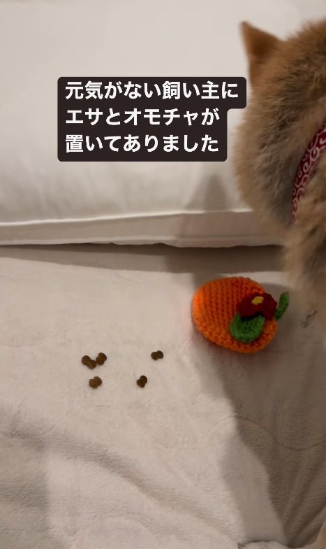 愛犬すずちゃんからのプレゼント