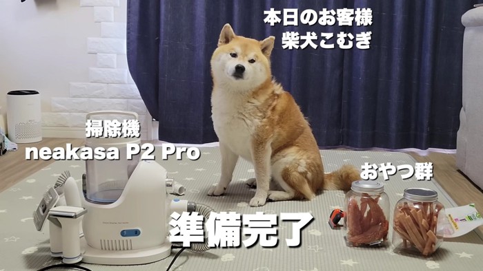 ブラッシングを開始！