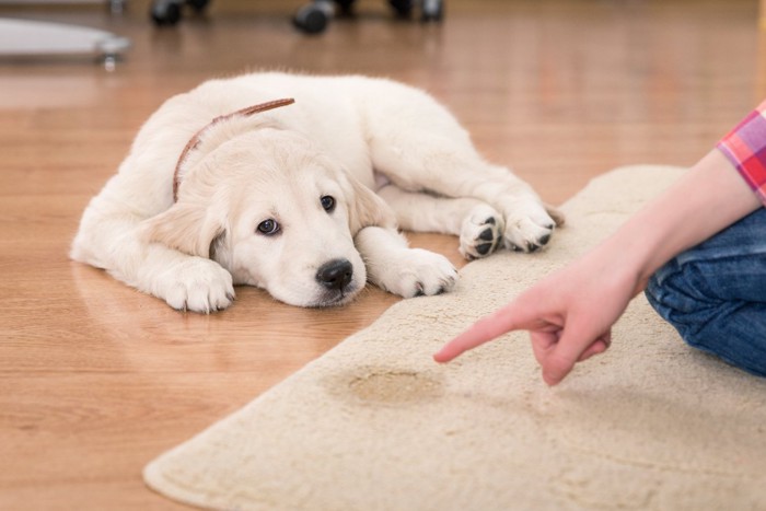 叱られる犬と指