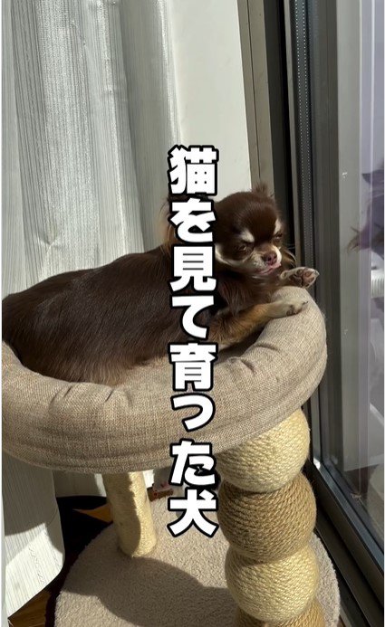 猫っぽいティムちゃん