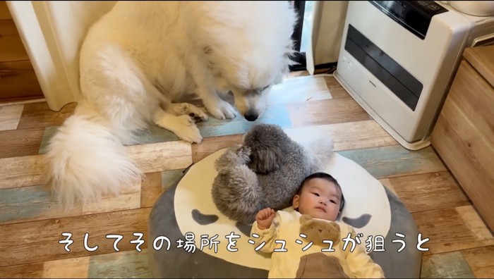 赤ちゃんの隣に寝転がる小型犬