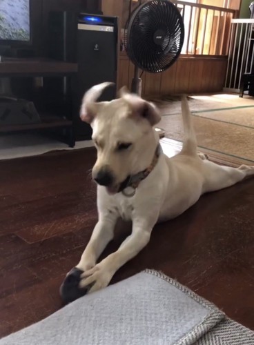 靴下を押さえて見つめる犬