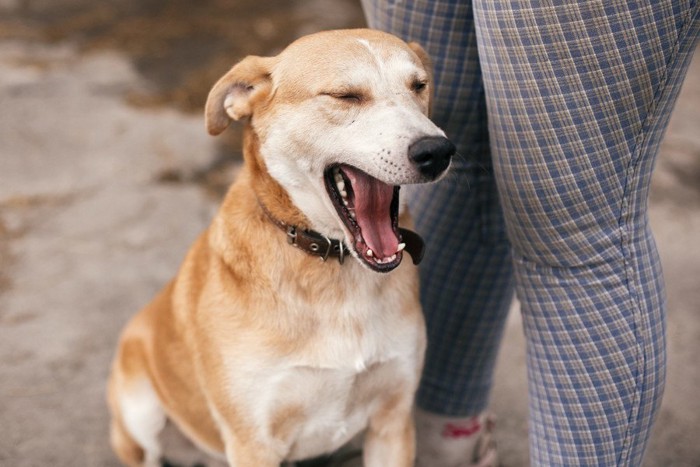 飼い主の足下であくびをする犬