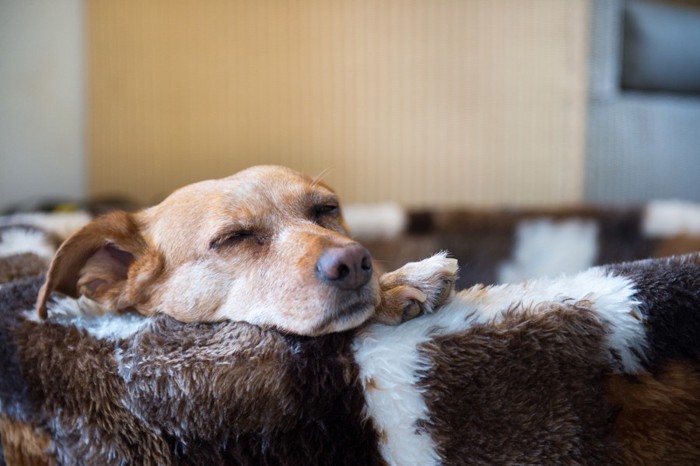 ベッドで眠る犬