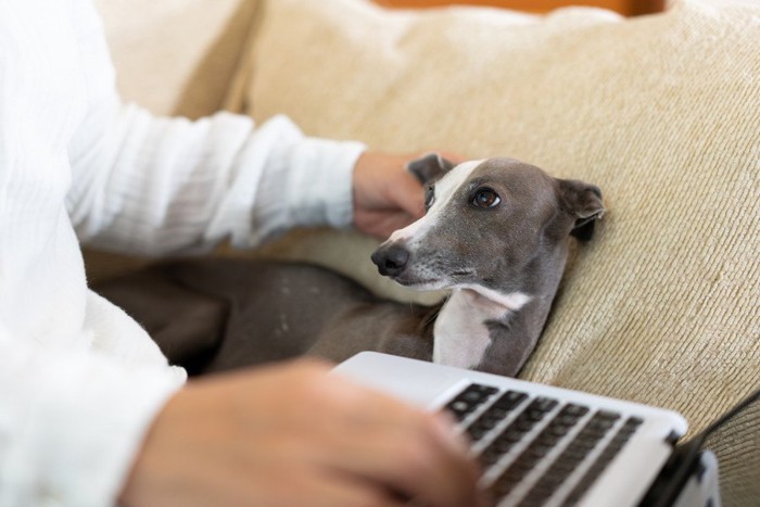 一緒にいる人と犬