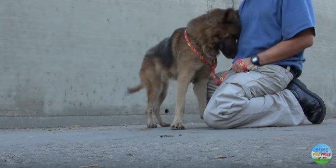 愛情を示す犬