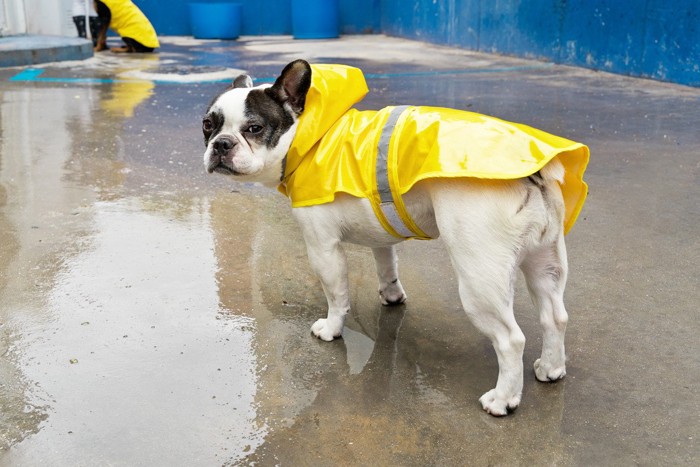 雨のなか振り返る犬