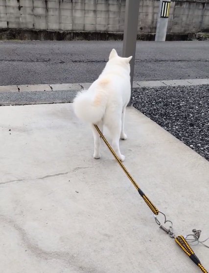 尻尾が下がるこゆきちゃん1