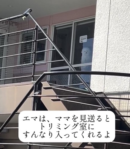 階段越しに見える窓辺の犬