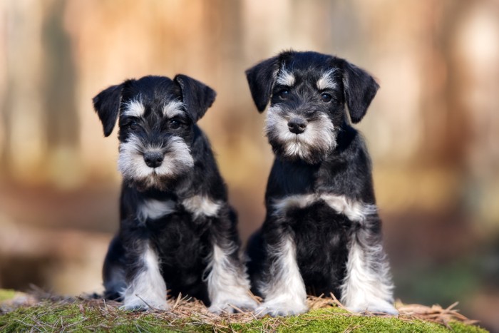 並んで座る2匹のミニチュア・シュナウザーの子犬