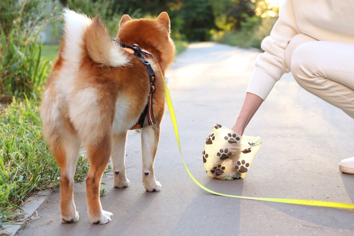 犬のウンチを片付ける