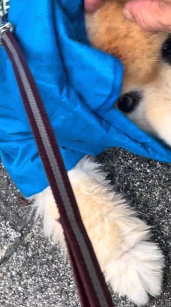 動かなくなって飼い主に撫でられている犬