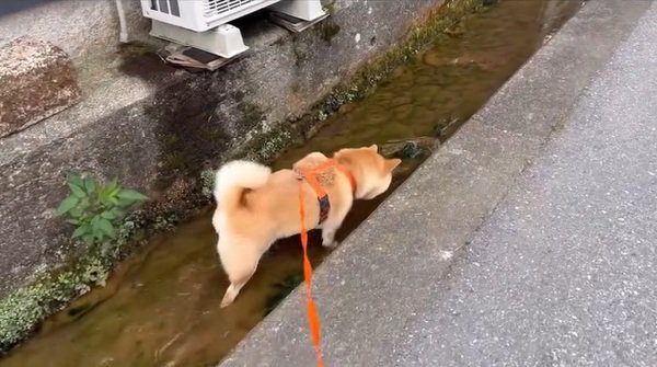 ドンドン進むわらびちゃん