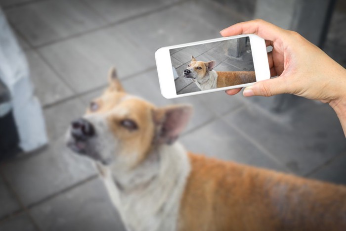 スマホで撮影される犬