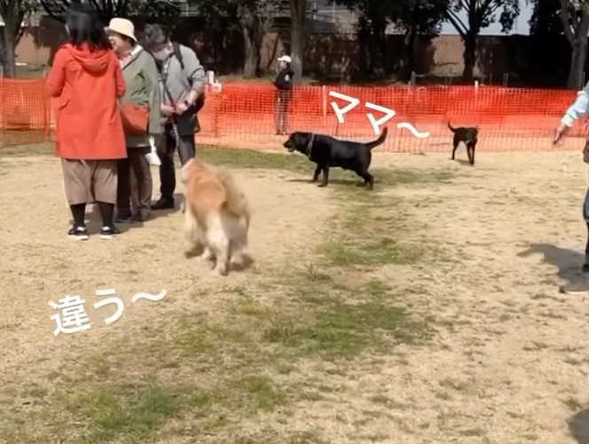 顔を見て飼い主さんを探します