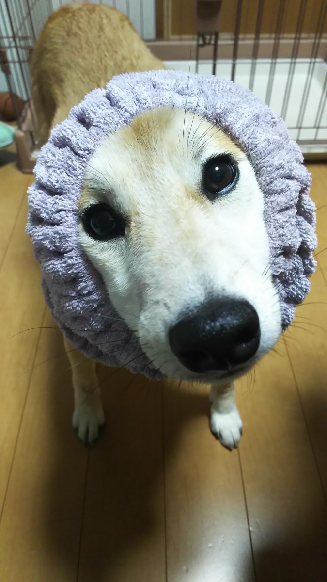 ターバンをする柴犬