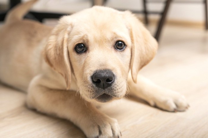 見つめる犬