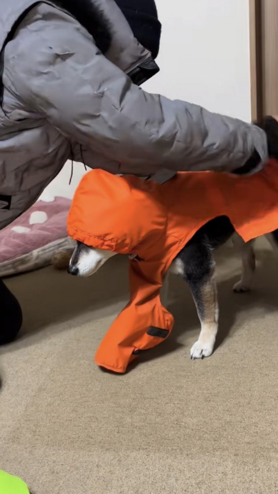 オレンジのカッパを着る黒柴