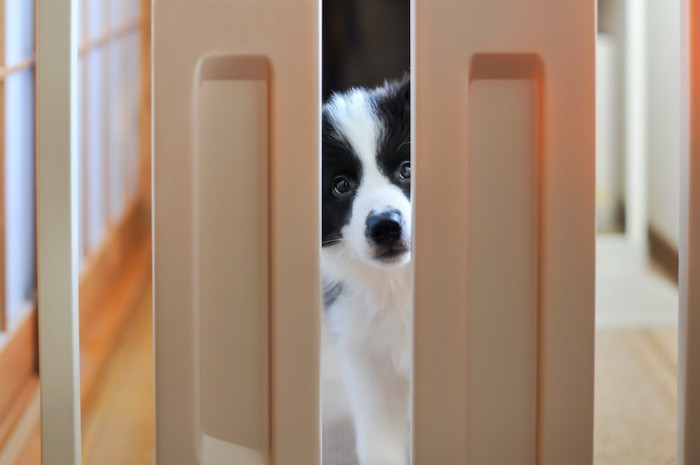 扉越しに見つめてくる犬