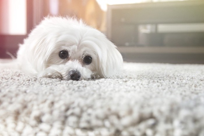 カーペットに伏せる白い犬