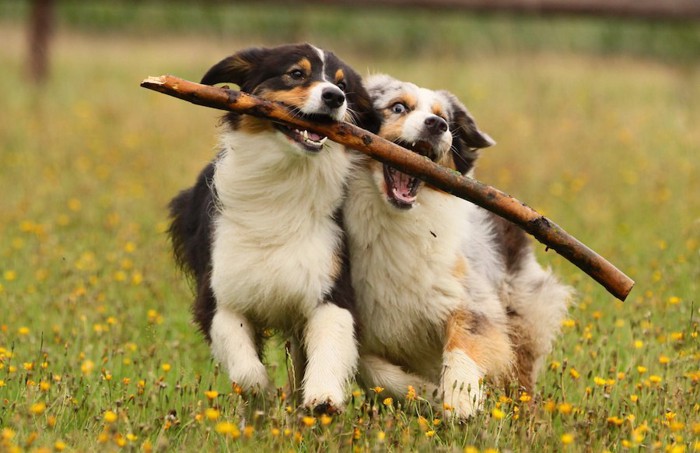 木の枝を咥えた二匹の犬