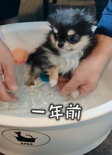 前足を洗う