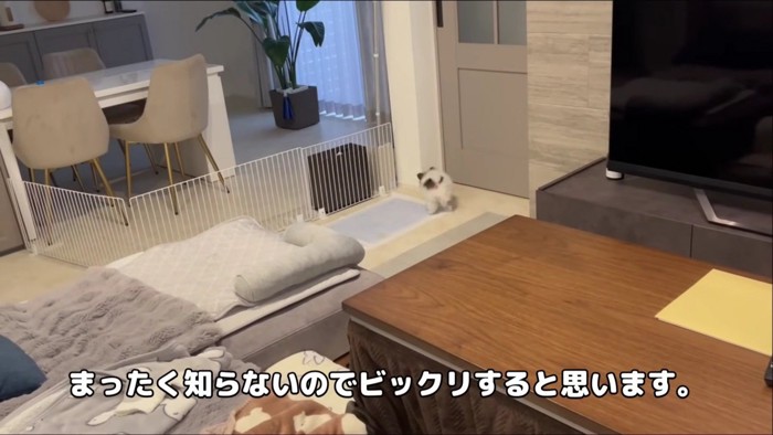 子犬のくりすけちゃん