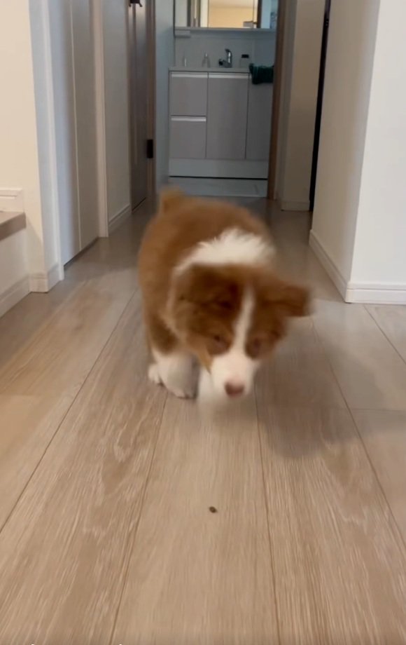 オヤツを食べそうなアンディ君