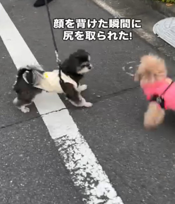 尻をとる犬