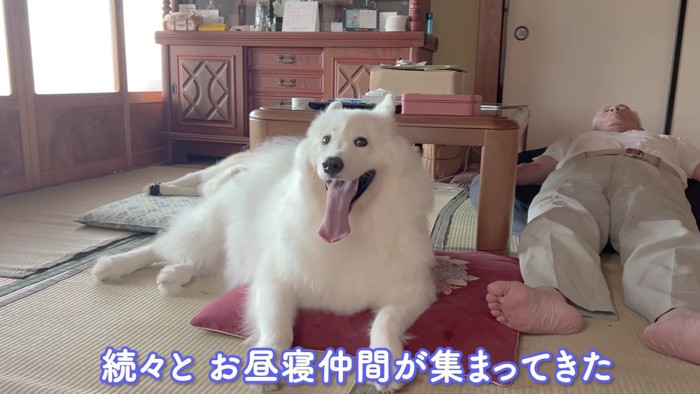 お昼寝仲間が集合