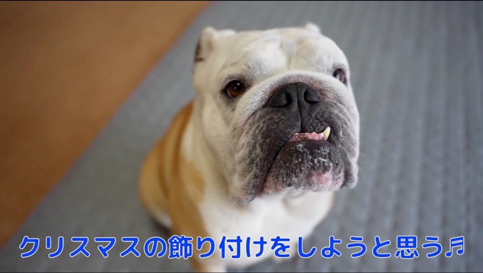 カメラを見つめる犬