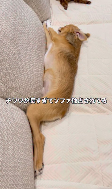 ソファに寝転がる小型犬