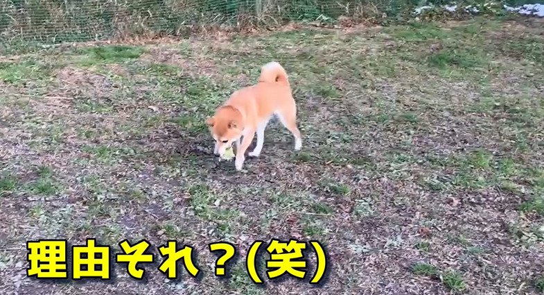 ボールをくわえる犬