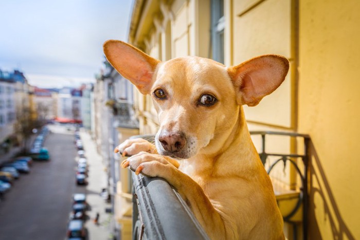 マンションのバルコニーに立つ犬