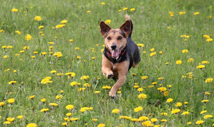 元気に走る犬