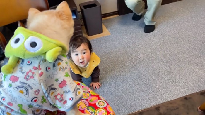 ポメくんを見る甥っ子ちゃん