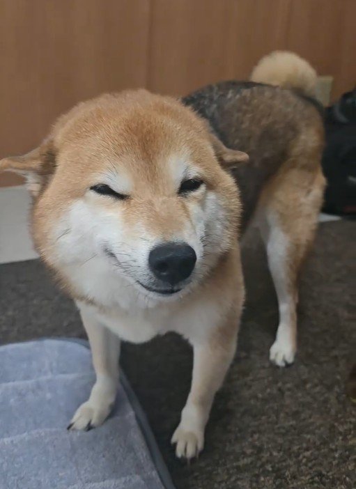 朝、飼い主さんが起きたらニコニコ♪