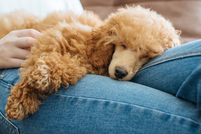 膝の上で眠るプードル