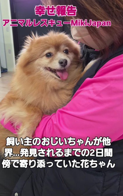 ポメラニアンの花ちゃん