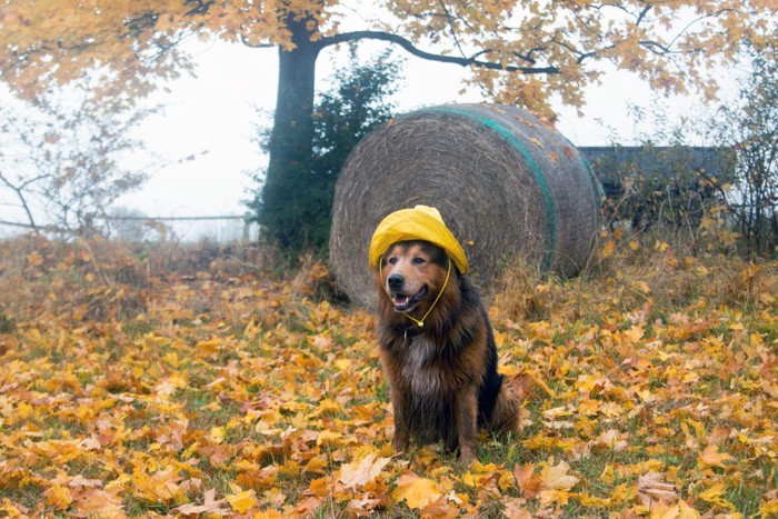 森の中の犬