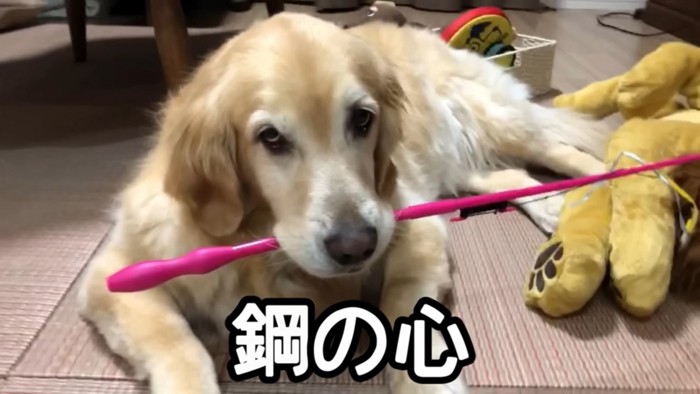 おもちゃをくわえる犬