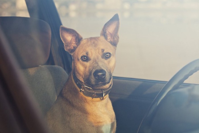 車内に座っている茶色い犬