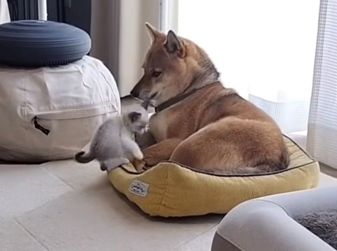 猫が犬の首元にじゃれる様子