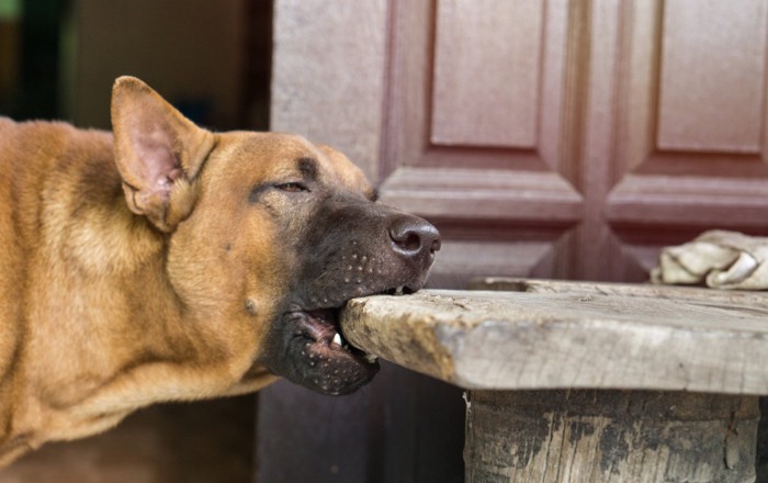 物をかじる犬