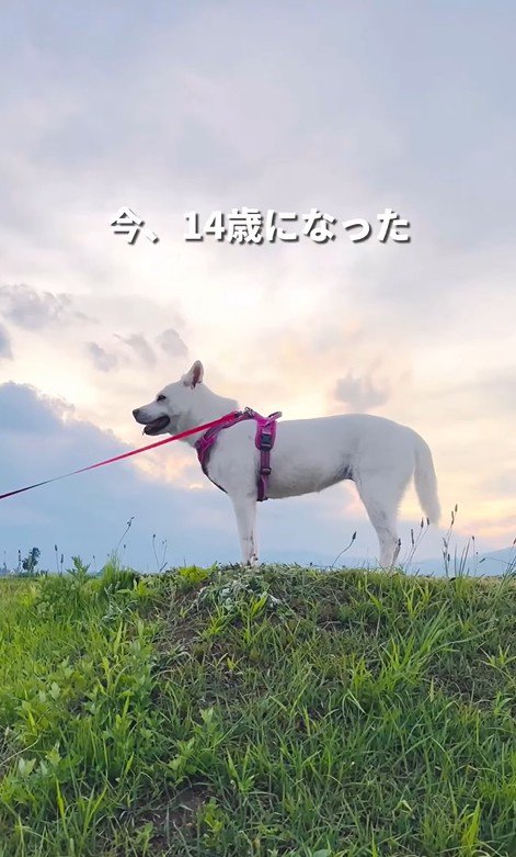 マナちゃんの現在までの軌跡8