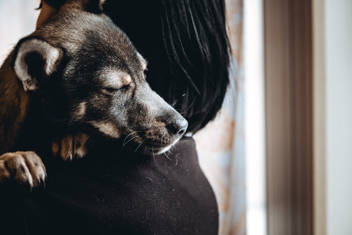 抱っこされて寝ている犬