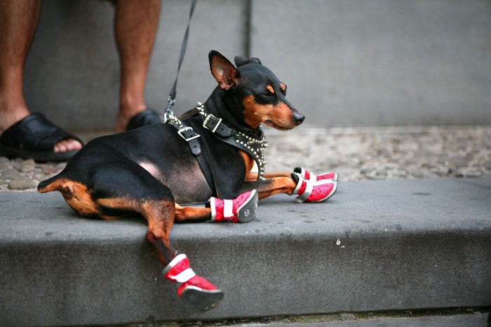 靴を履いて座り込んでいる犬