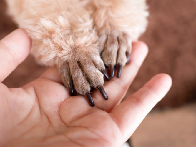 犬の前足と人の手