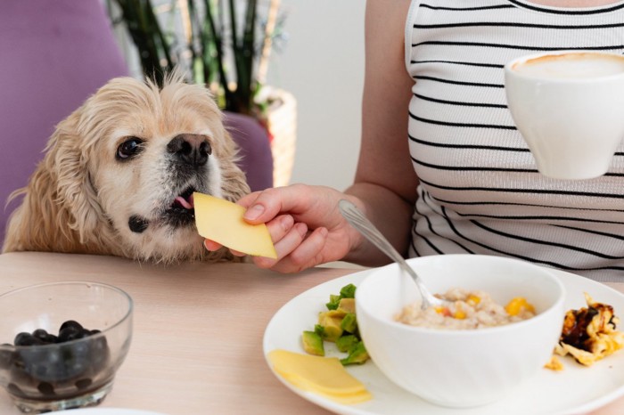 自分の食事を犬に分ける女性